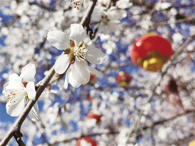 白桃花最新,白桃花最新三部曲是什么