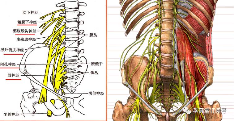 最新核心解剖落实